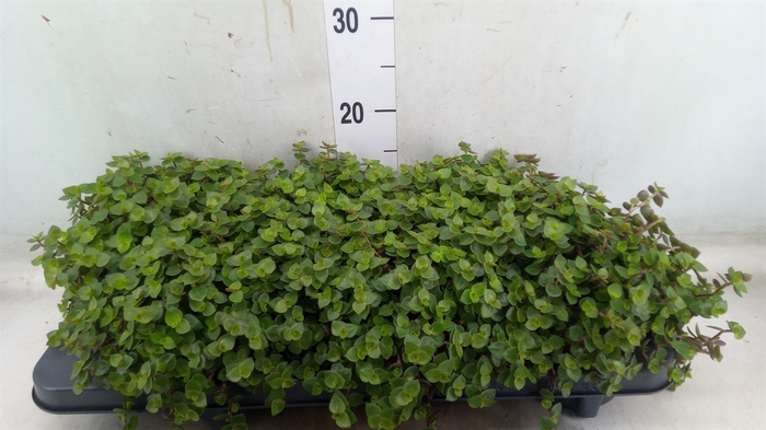 <h4>Callisia repens</h4>