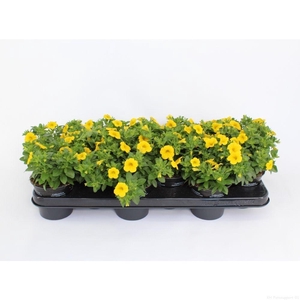 CaliBrachoa Compact Minifamous Yellow