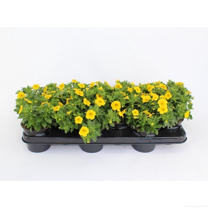 <h4>CaliBrachoa Compact Minifamous Yellow</h4>