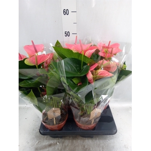 Anthurium andr. 'Sweet Dream'