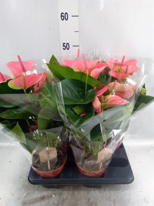 <h4>Anthurium andr. 'Sweet Dream'</h4>