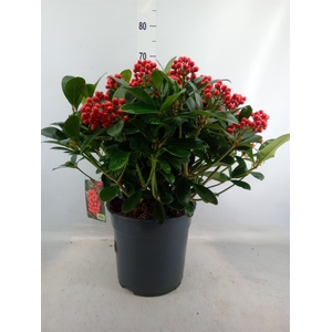 Skimmia jap. 'Veitchii'