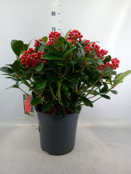 <h4>Skimmia jap. 'Veitchii'</h4>