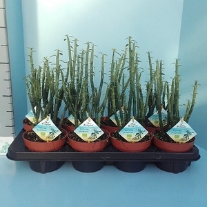 Euphorbia Phosphorea