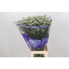 Limonium White Diamond