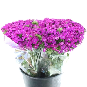 Di Barb Amazon Purple Super