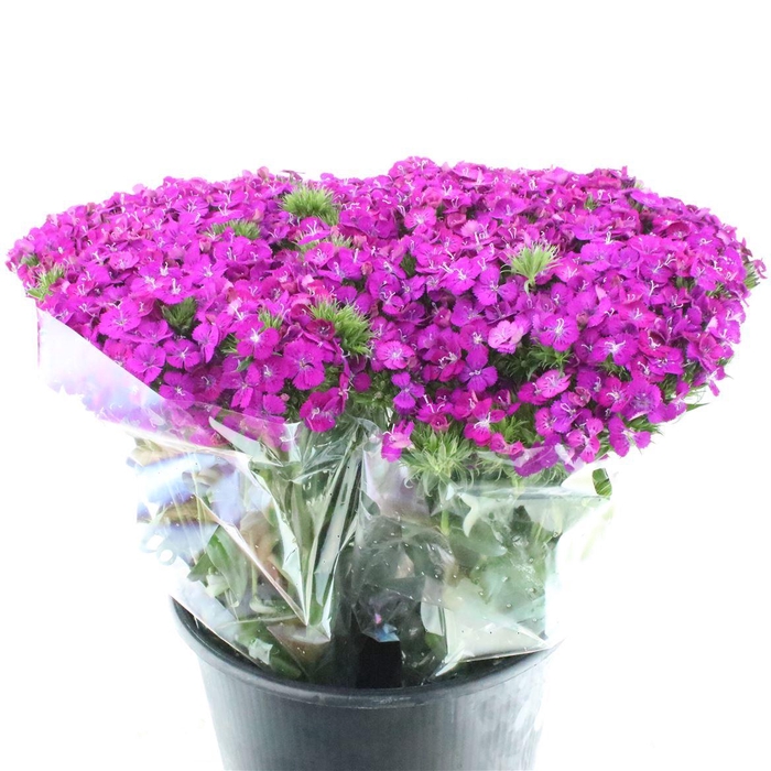 <h4>Di Barb Amazon Purple Super</h4>