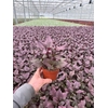 Alternanthera Purple Knight