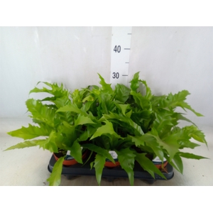 Ferns   ...
