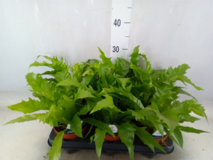 <h4>Ferns   ...</h4>