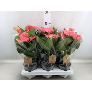 Anthurium andr. 'Sweet Dream'