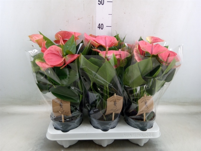 <h4>Anthurium andr. 'Sweet Dream'</h4>