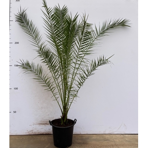 PHOENIX CANARIENSIS