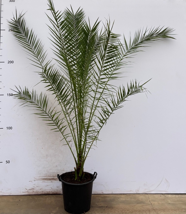 <h4>PHOENIX CANARIENSIS</h4>