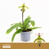 PAPH OV