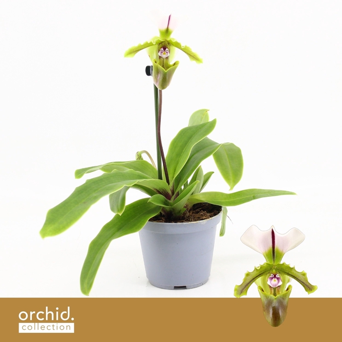 PAPH OV