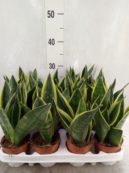 <h4>Sansevieria trifa.   ...</h4>