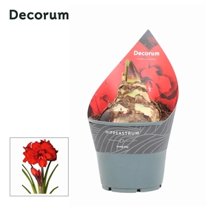 Amaryllis XXL Double King 2 Knop EXTRA OP (Decorum)