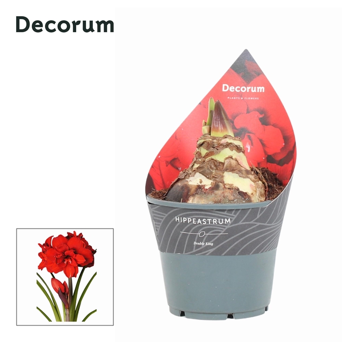 <h4>Amaryllis XXL Double King 2 Knop EXTRA OP (Decorum)</h4>