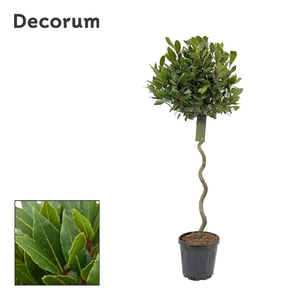 Laurus nobilis Spiraal stam