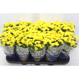 CRISANTEMO MINI P11 AMARELO