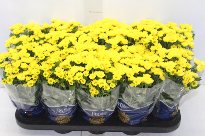 <h4>CRISANTEMO MINI P11 AMARELO</h4>