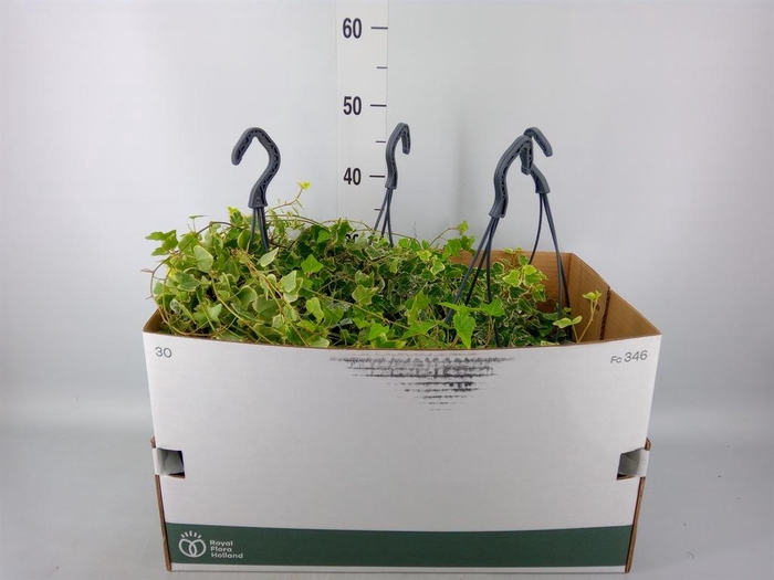 <h4>Hedera helix 'White Wonder'</h4>