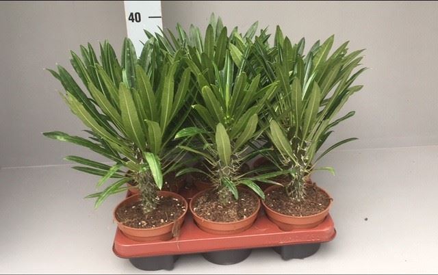 <h4>Succulents   ...</h4>