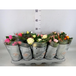 Rosa  'Beau Monde'   ...mix 6