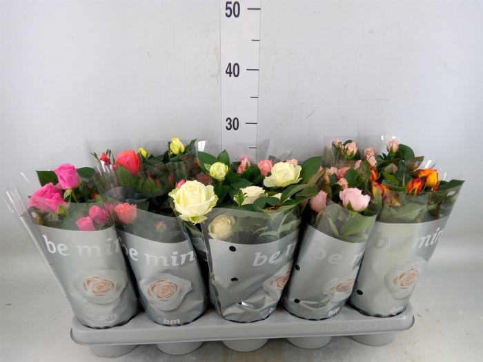 <h4>Rosa  'Beau Monde'   ...mix 6</h4>