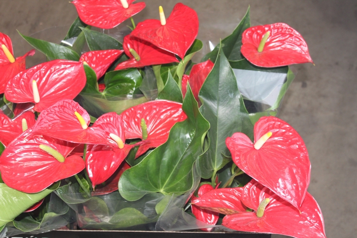 <h4>ANTHURIUM MICHIGAN P17 PREMIUM</h4>