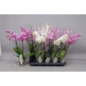 PHAL MF GEM 3 KL