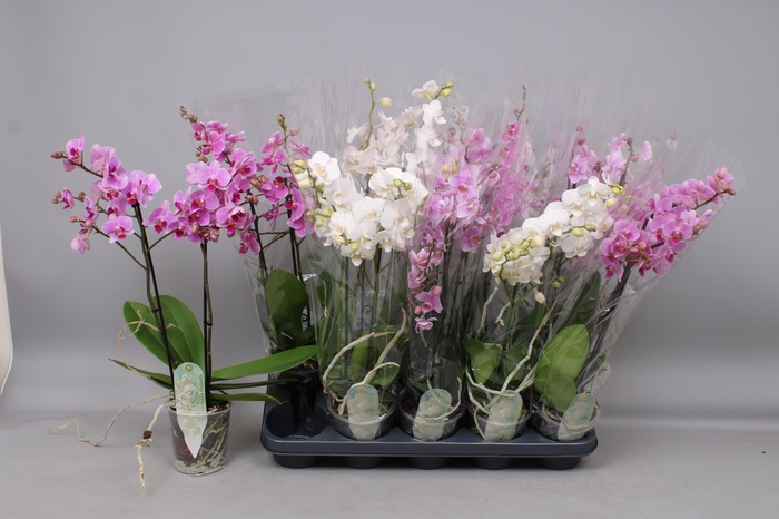 <h4>PHAL MF GEM 3 KL</h4>