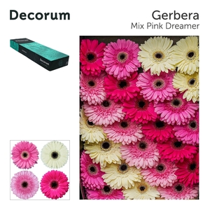 GE GR MIXED PINK