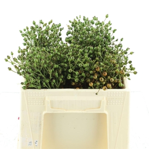 Rosa Corallo Green