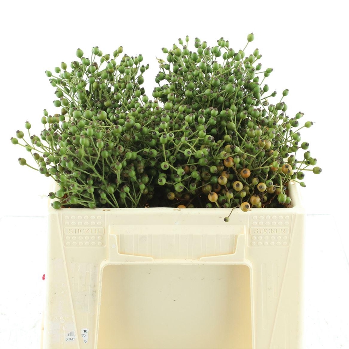<h4>Rosa Corallo Green</h4>