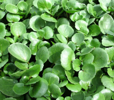 <h4>TUINKRUIDEN GEM</h4>