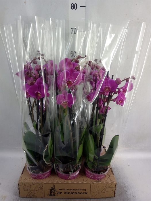 <h4>Phalaenopsis   ...lilac</h4>