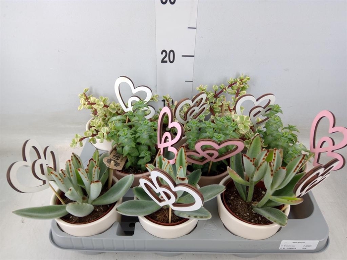 <h4>Succulents   ...</h4>