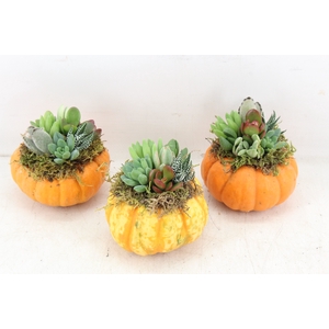 arr3 AD - Pumpkin S x10