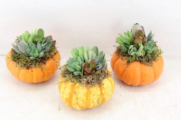 <h4>arr3 AD - Pumpkin S x10</h4>