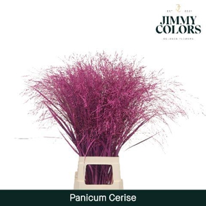 Panicum L90 Cerise
