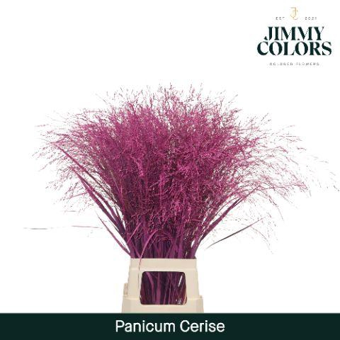 <h4>Panicum L90 Cerise</h4>