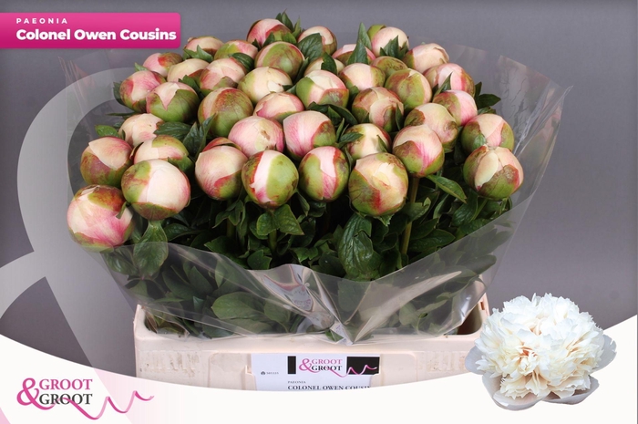 <h4>Paeonia Col Owen Cousin | XXL</h4>