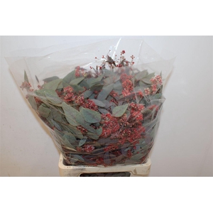 Euca Populus Bloei Red P Bunch