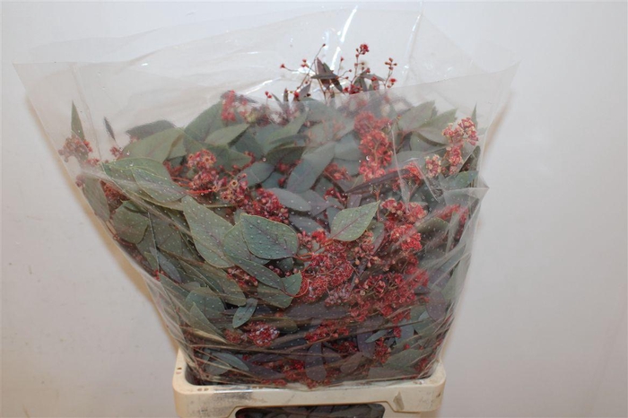 <h4>Euca Populus Bloei Red P Bunch</h4>