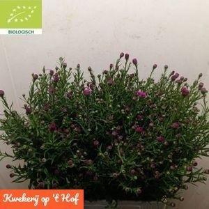 <h4>Ast Primavera</h4>