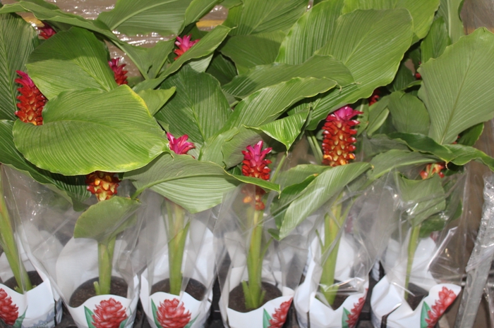 <h4>CURCUMA RED TORCH P17</h4>