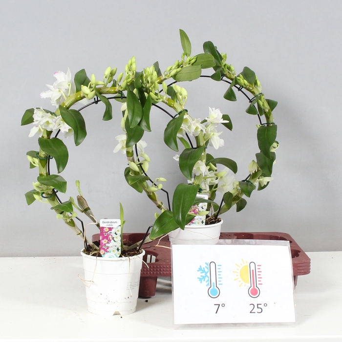 <h4>DENDR N SC APOLLON</h4>