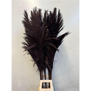 Cortaderia Black